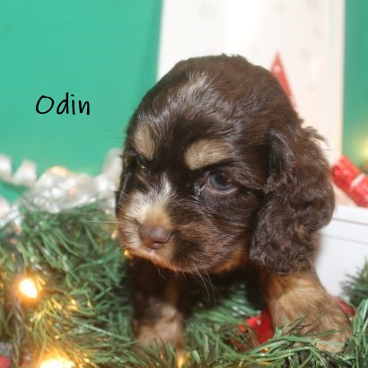 puppy, for, sale, Cocker Spaniel, Joe & Cherri  Overlease, dog, breeder, Miller, MO, dog-breeder, puppy-for-sale, forsale, nearby, find, puppyfind, locator, puppylocator, aca